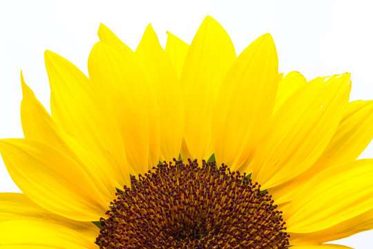 Sonnenblume, Helianthus annuus