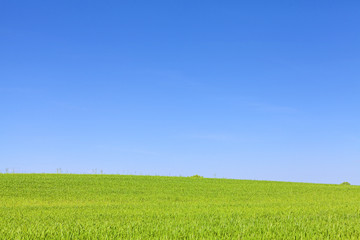 Green field and cloudless blue sky, natural background