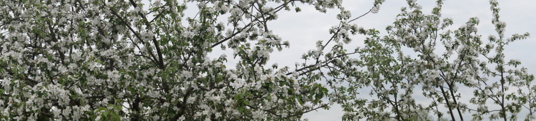 яблоня в цвету