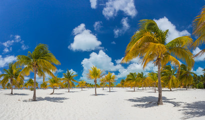 Palm trees on the white sand. Playa Sirena. Cayo Largo. Cuba.