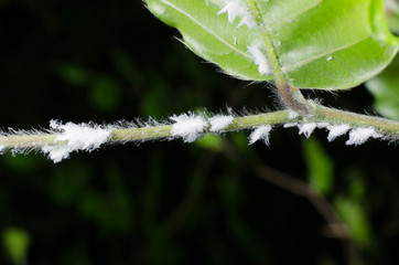 Schmierläuse
