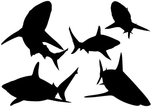 Blacktip Reef Shark Silhouettes (Carcharhinus melanopterus)