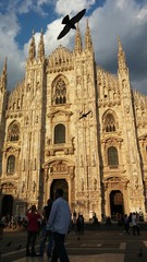 Duomo di Milano con colomba in volo