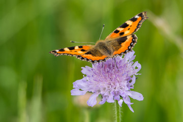 Kleiner Fuchs auf Blüte II