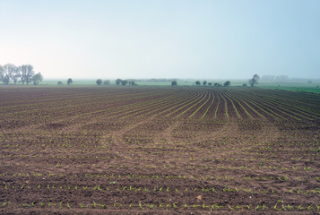 paysage dans le brume