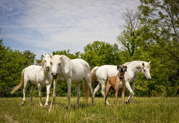 Obraz na płótnie Canvas Three white Arabian horses with great Dane in pasture