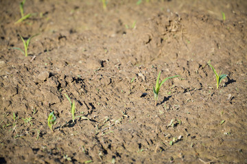 the growth of wheat in the field
