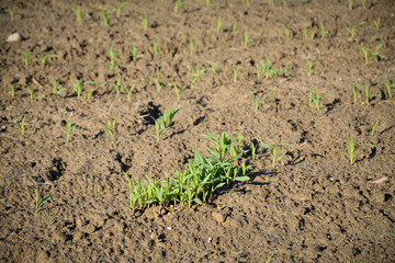 growth of wheat in the agricultural field