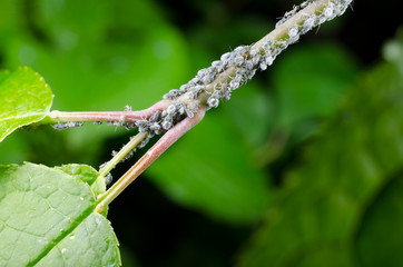 Schädlinge im Garten