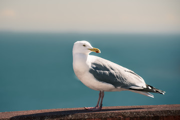 Ausschau haltende Möwe