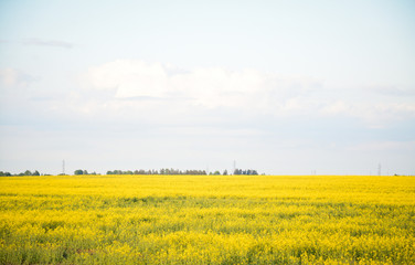 Yellow field