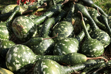 Pumpkins