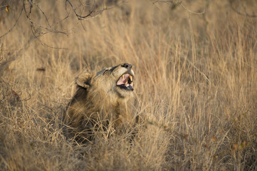 Obraz premium Yawning Lion