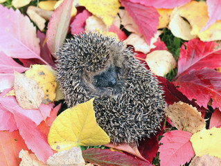 Little forest hedgehog on a background of bright autumn leaves