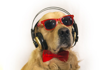 Cane golden retriever con cuffia e occhiali