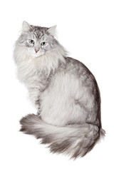 gray siberian cat on white background