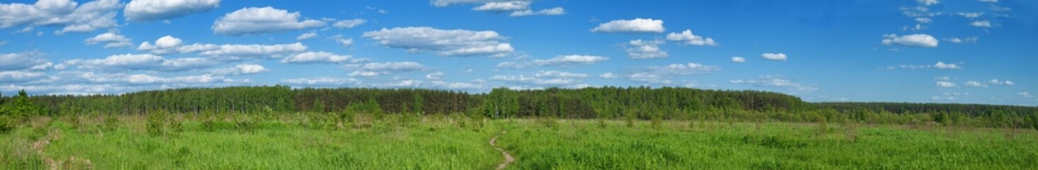 Fototapeta na wymiar summer forest and blue cloudy sky panoramic