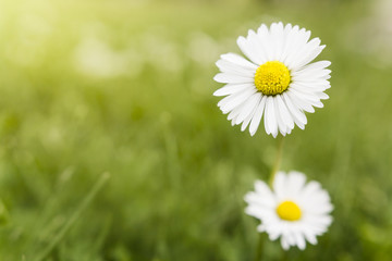 Obraz na płótnie Canvas White daisy flower with green blured background