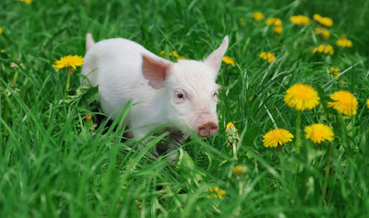 Piglet on farm