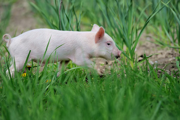 Piglet on farm