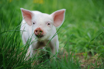 Piglet on farm