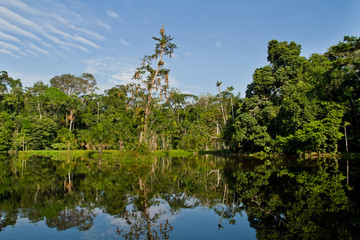 Fototapeta na wymiar Beautiful landscape of the amazon rainforest, Yasuni National