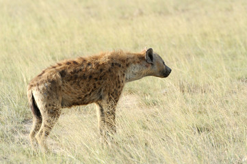 Naklejka na ściany i meble Hyena