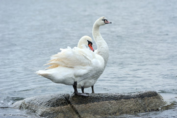 Couple swan