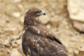 Common buzzard (Buteo buteo)