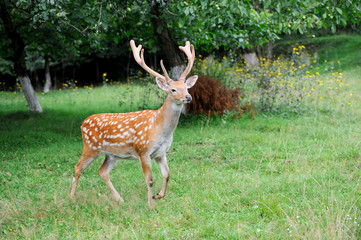 Whitetail Deer standing in summer wood