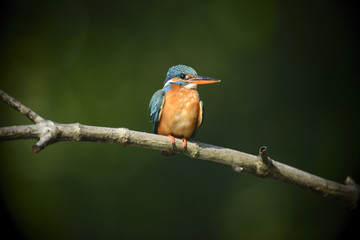 Blue Kingfisher bird