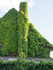 Begr&uuml;nte Fassade