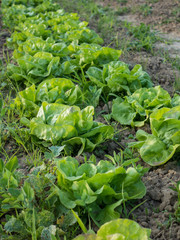 Frischer Salat im Beet