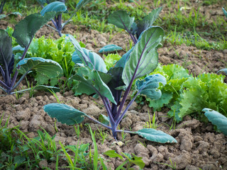Frischer Salat im Beet