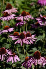 Obraz premium kwiat_12