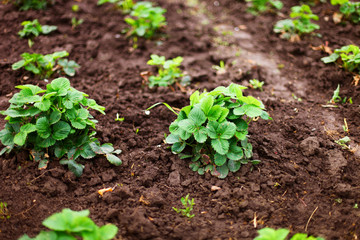 Plant.