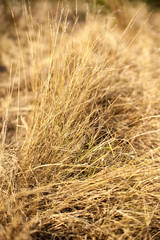 Dry grass