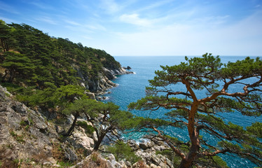 Pines on a wild sea shore.