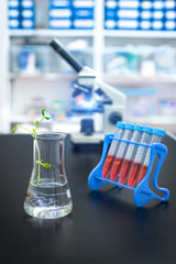 Experimental plant in a flask with scientific lab out of focus