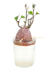 Sweet potato germination technique in a glass jar isolated on wh