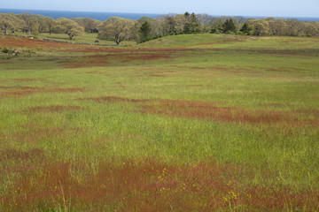 Farm land on Martha's Vineyard
