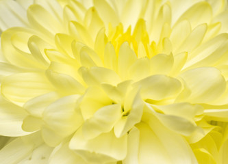 Beautiful yellow flower macro