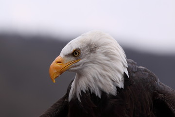 Weißkopfseeadler - Kopf