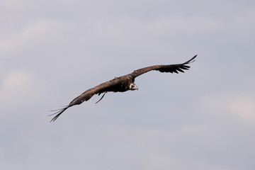 Mönchsgeier im Flug