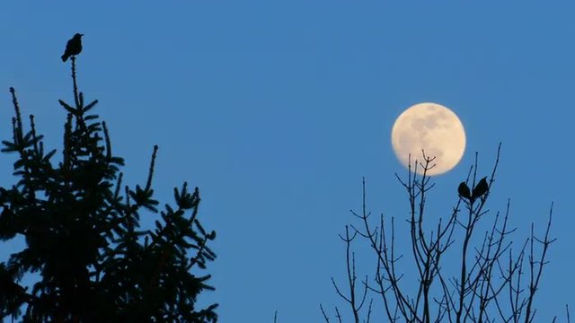 Birds Enjoy Full Moon Rise Together.