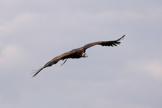 M&ouml;nchsgeier im Flug