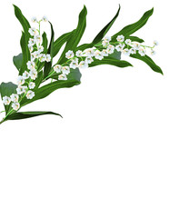 The branch of lilies of the valley flowers isolated on white bac