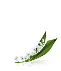 Foto op Plexiglas Lelietje-van-dalen De tak van lelietje-van-dalen bloemen geïsoleerd op witte achtergrond