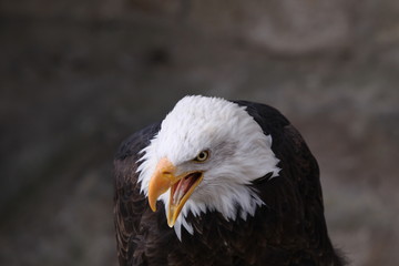 Schreiender Weißkopfseeadler