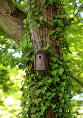 Vogelhaus